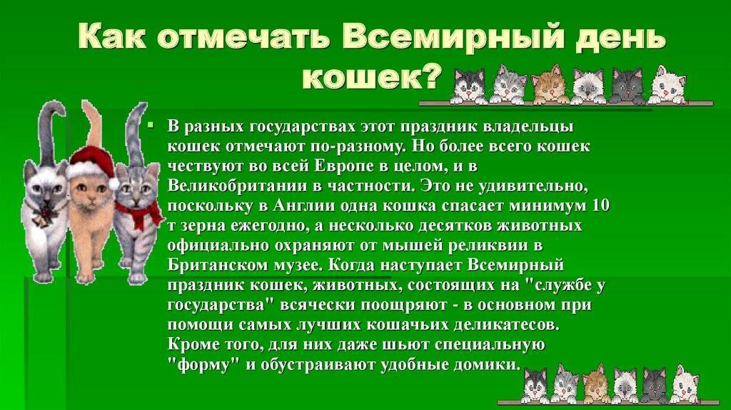 День кошек в россии: полосатый и хвостатый праздник