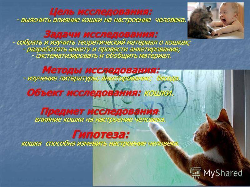 Польза кошек для здоровья: 10 фактов | pet4me.ru