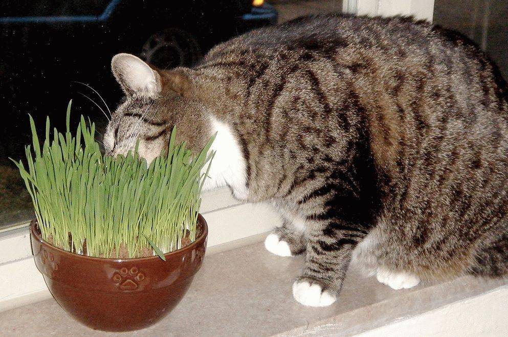 Трава для кошек: какую любят и зачем едят + советы по выращиванию травы в домашних условиях