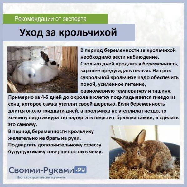 Сколько длится беременность у кроликов: признаки беременности у кроликов, поведение крольчихи перед окролом