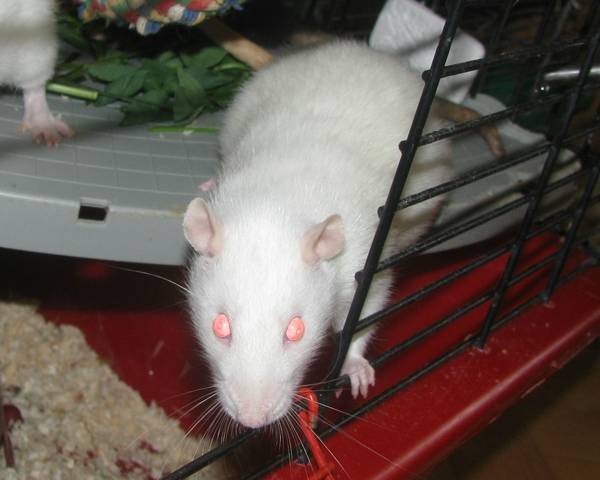 Крысы-альбиносы: удивительные факты об этих грызунах