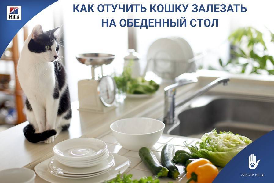 ᐉ как отучить кошку ходить по столу? - ➡ motildazoo.ru