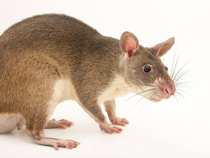 Гамбийская крыса (21 фото): описание и содержание в домашних условиях. сколько живет сумчатая крыса?