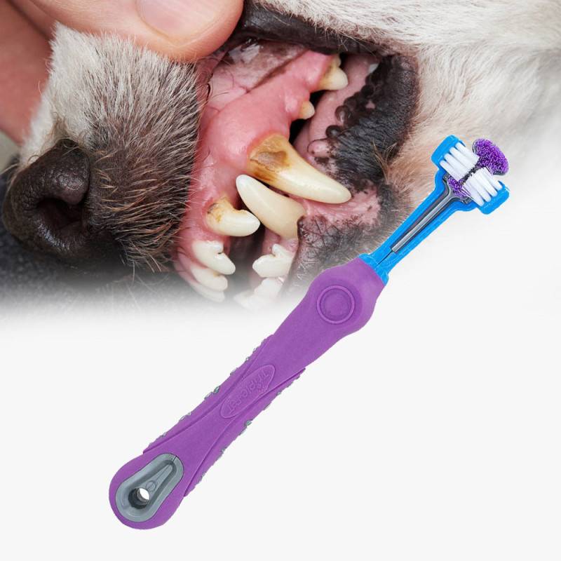 Можно ли чистить зубы собаке ирригатором oral b kids зубные щетки электрические