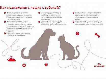 Как подружить кошку с собакой в квартире | кота или котенка