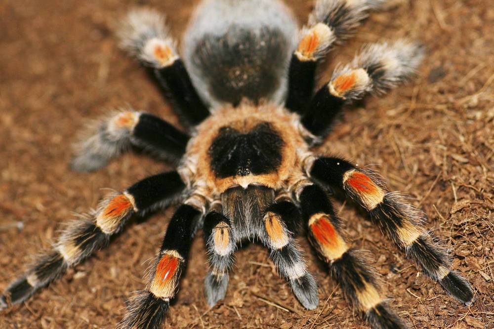 Паук тарантул – особенности содержания в домашних условиях, интересные факты о членистоногом