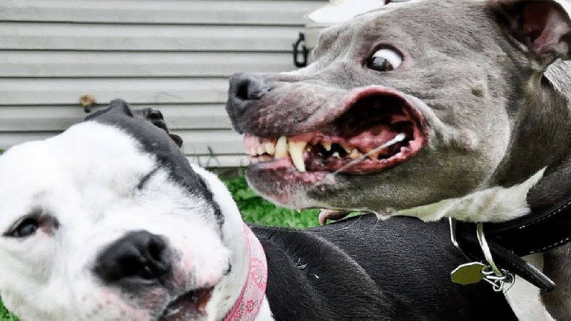 Склонность к агрессии — самые злые породы собак в мире: топ 10, с фото и названиями