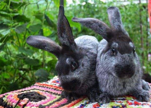 Кролики полтавское серебро: описание, характеристика, разведение и содержание породы