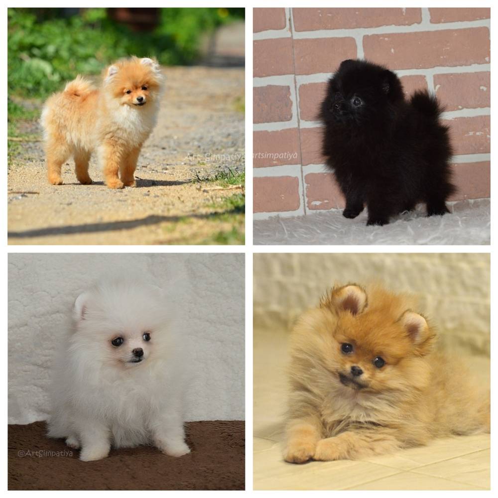 Померанский шпиц: фото собак, принятый стандарт, разновидности окрасов и какие существуют породные типы + как выбрать щенка