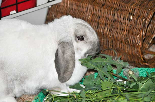 Можно ли кроликам есть одуванчики: с чем сочетать и как давать?