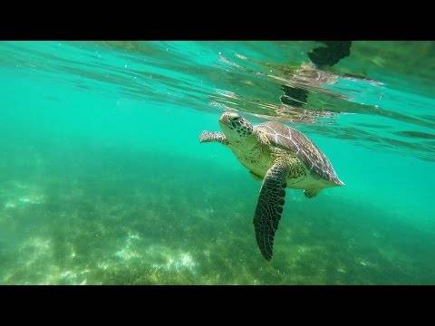 Как плавают черепахи