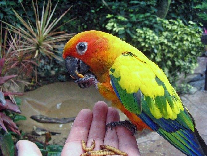 Попугаи. виды попугаев. описание и образ жизни различных попугаев