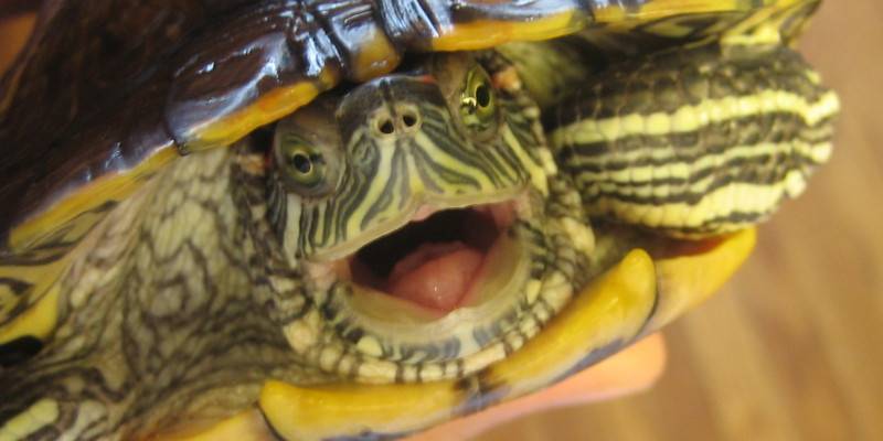 Как часто нужно кормить красноухую черепаху в домашних условиях, сколько раз в день должен есть питомец