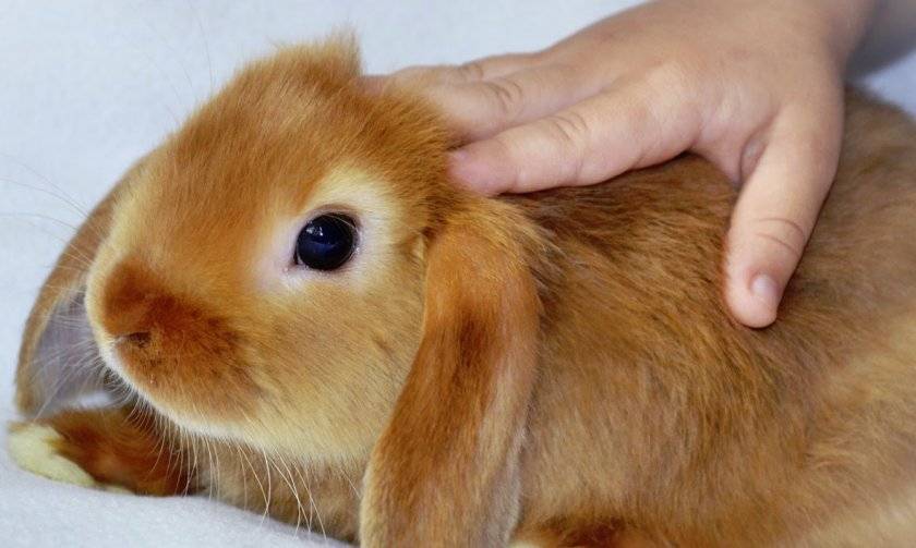 Кролик вислоухий баран: уход и содержание карликовых декоративных пород.