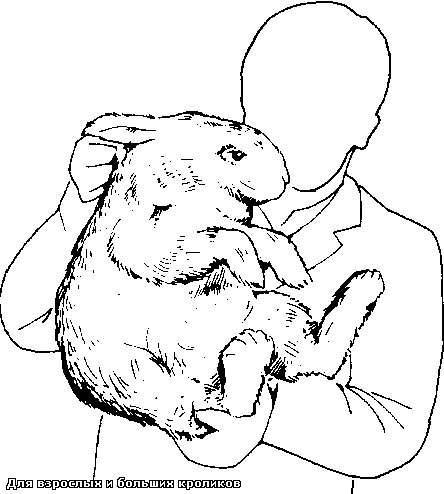 Советы эксперта: как правильно и безопасно брать кролика на руки