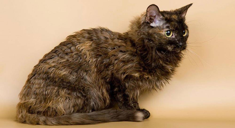 Уральский рекс — описание пород котов