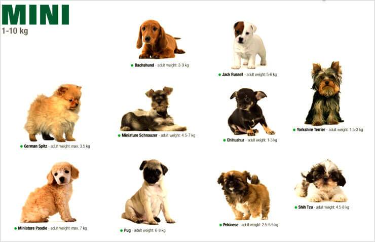 Гипоаллергенные собаки — список пород для аллергиков и астматиков