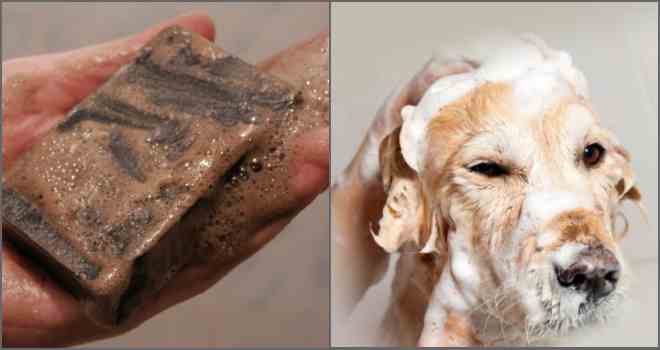 Можно ли мыть собаку человеческим шампунем: детским, для людей, для кошек, каким обычным мылом, чтобы не воняла псиной, чем уши