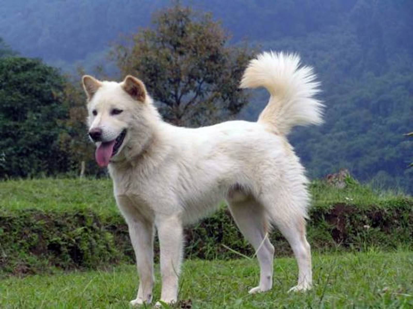 Самые редкие породы собак в мире – 25 с фото и описанием
