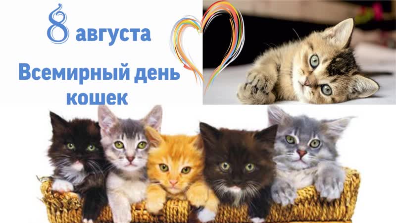 День кошек, который отмечают во всем мире 8 августа, является праздником для миллионов владельцев этих питомцев