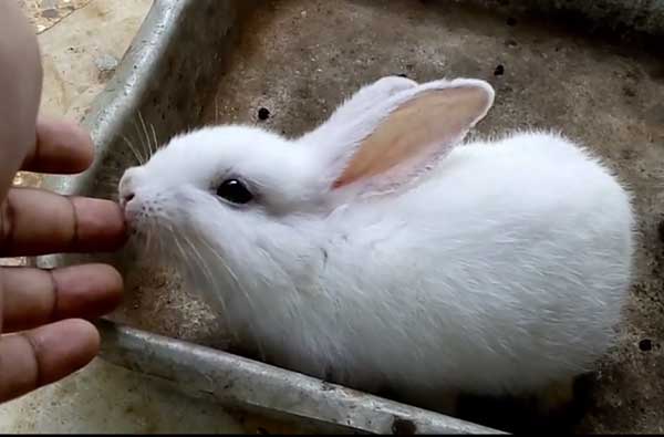 Кусаются ли кролики домашние. кусаются ли декоративные кролики и почему. варианты реагирования на агрессию, в зависимости от ее предпосылок