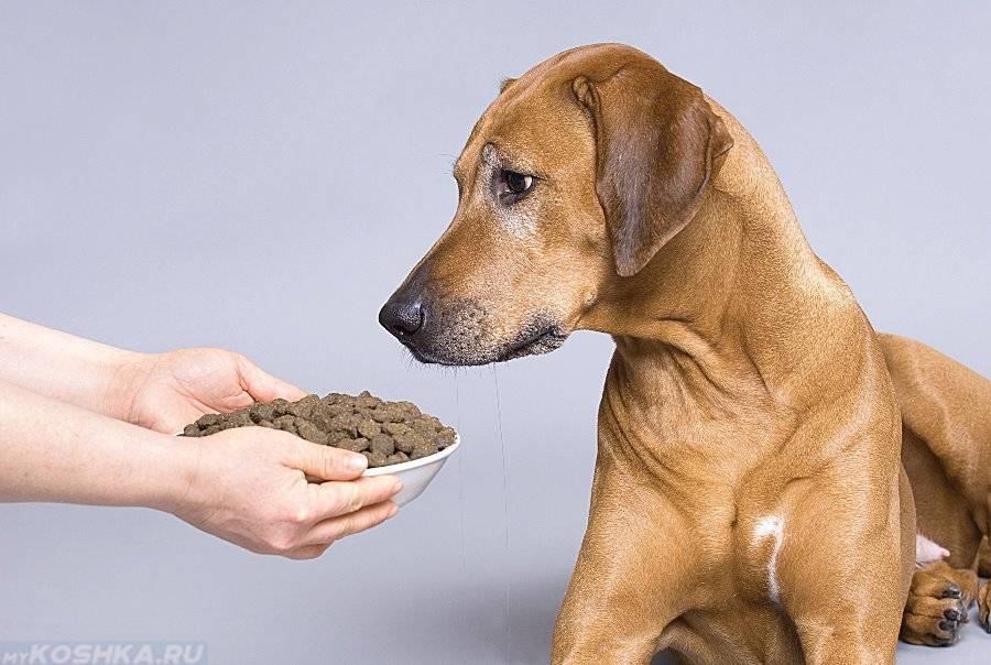 Что делать, если собака не ест сухой корм?