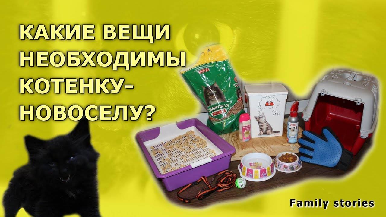 Что нужно для кошки. Нужные вещи для котёнка. Необходимые вещи для кошек. Вещи для котят список. Список вещей для кота.