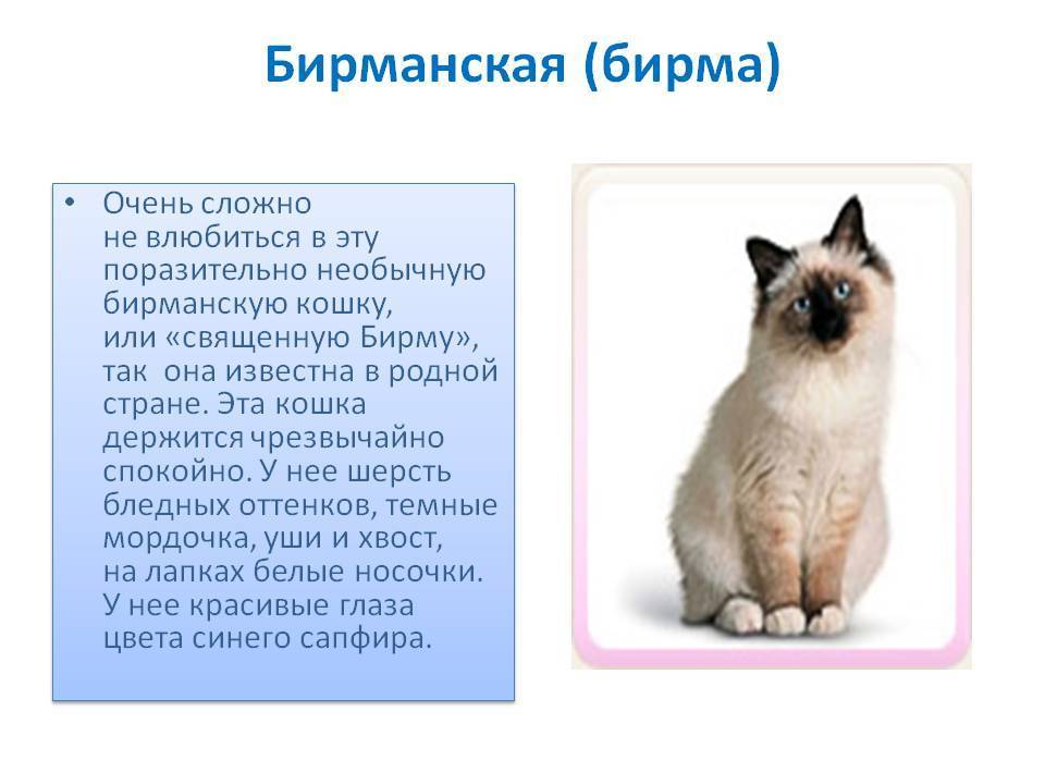 Бирманская кошка: особенности бирмы и фото священного кота, уход за питомцем и его содержание