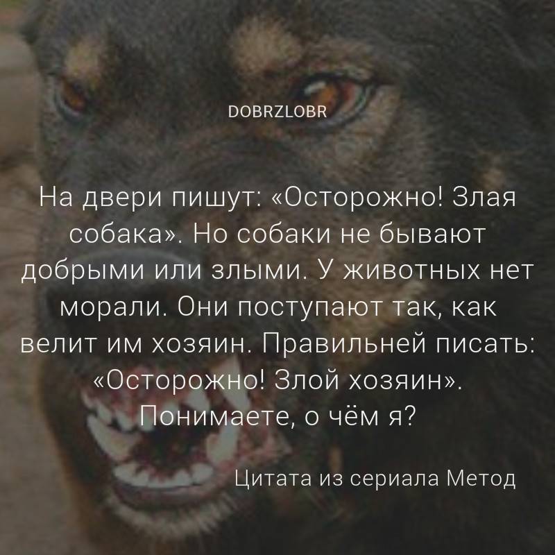 О чем следует знать, прежде чем заводить собаку. семь поводов задуматься - новости - 66.ru