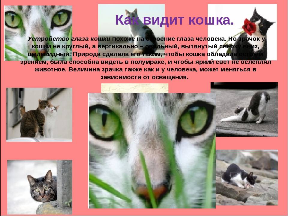 Правда ли, что собаки не различают цвета?