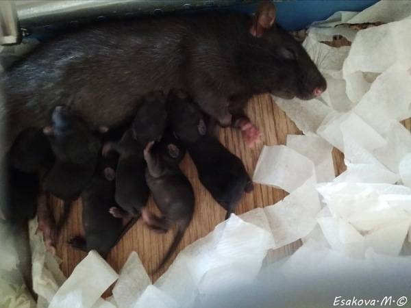Беременная крыса: вся информация о вынашивании детенышей, рекомендации по уходу за грызуном