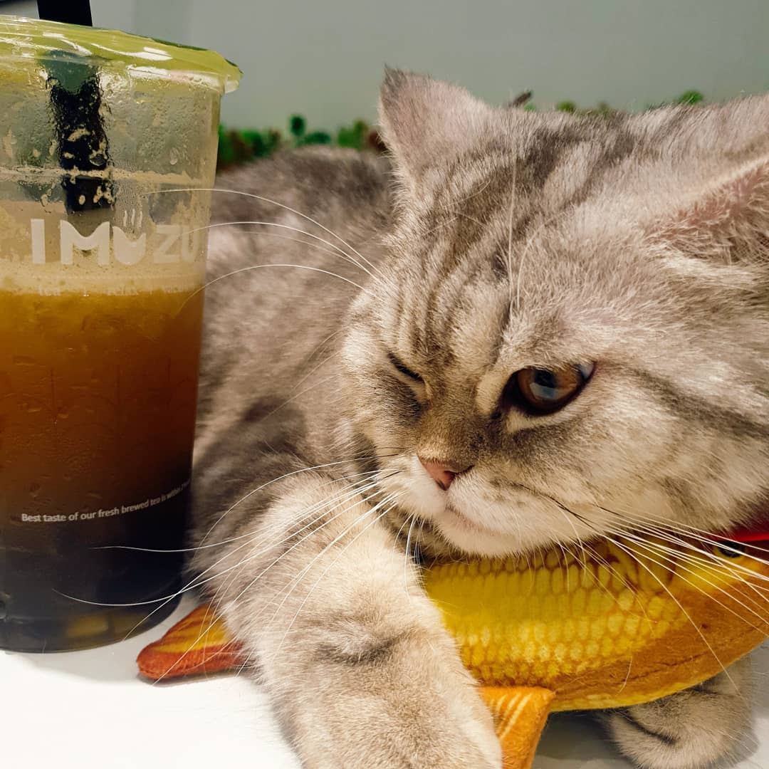 Можно кормить кошек рыбой. Рыба кошка. Кошка готовит рыбу. Сырой кот. Кот и лосось.