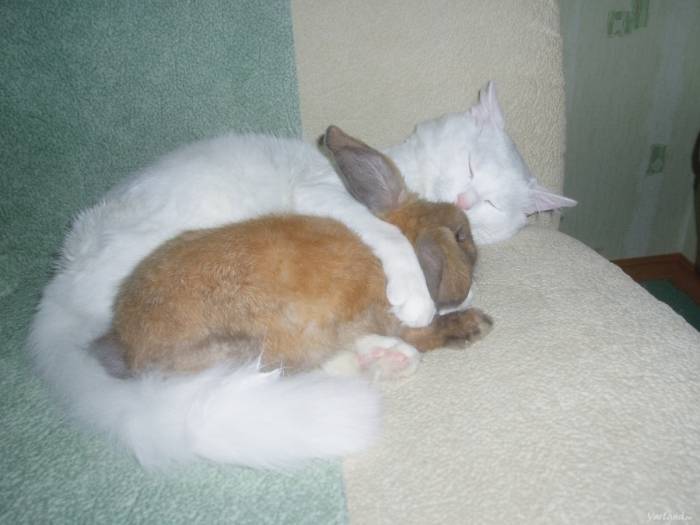 Сколько, когда и как спят кролики