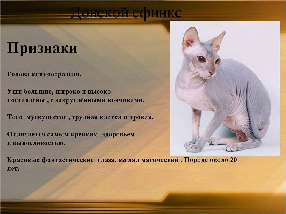Петербургский сфинкс (петерболд): фото, описание, характер, стандарт