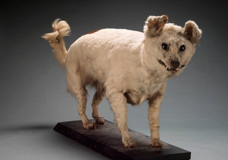 Собака святого иоанна и водяной спаниель: породы собак, которые существовали много лет назад и о которых остается только мечтать