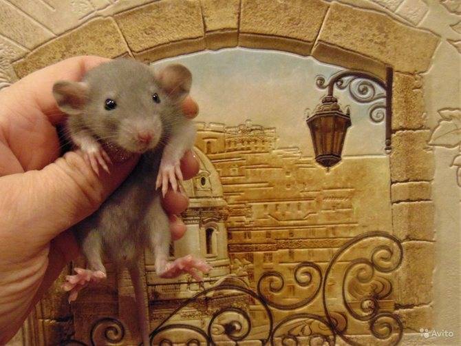 Декоративная крыса: уход и содержание в домашних условиях