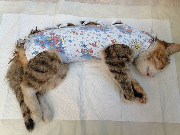 Почему кошка дрожит после стерилизации | возможные причины