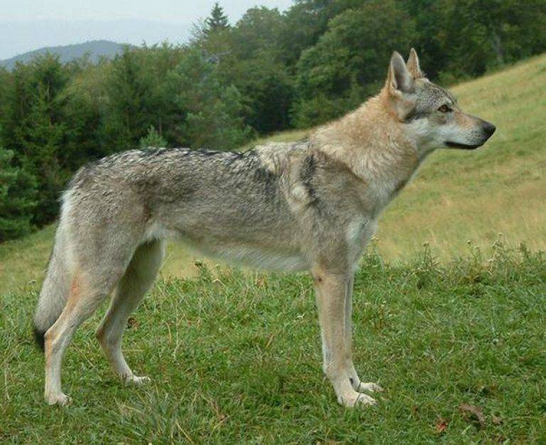 Описание породы чехословацкий влчак