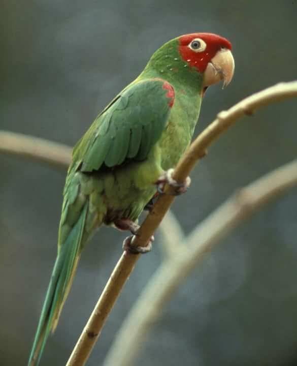 Все виды и породы попугаев с фотографиями и названиями