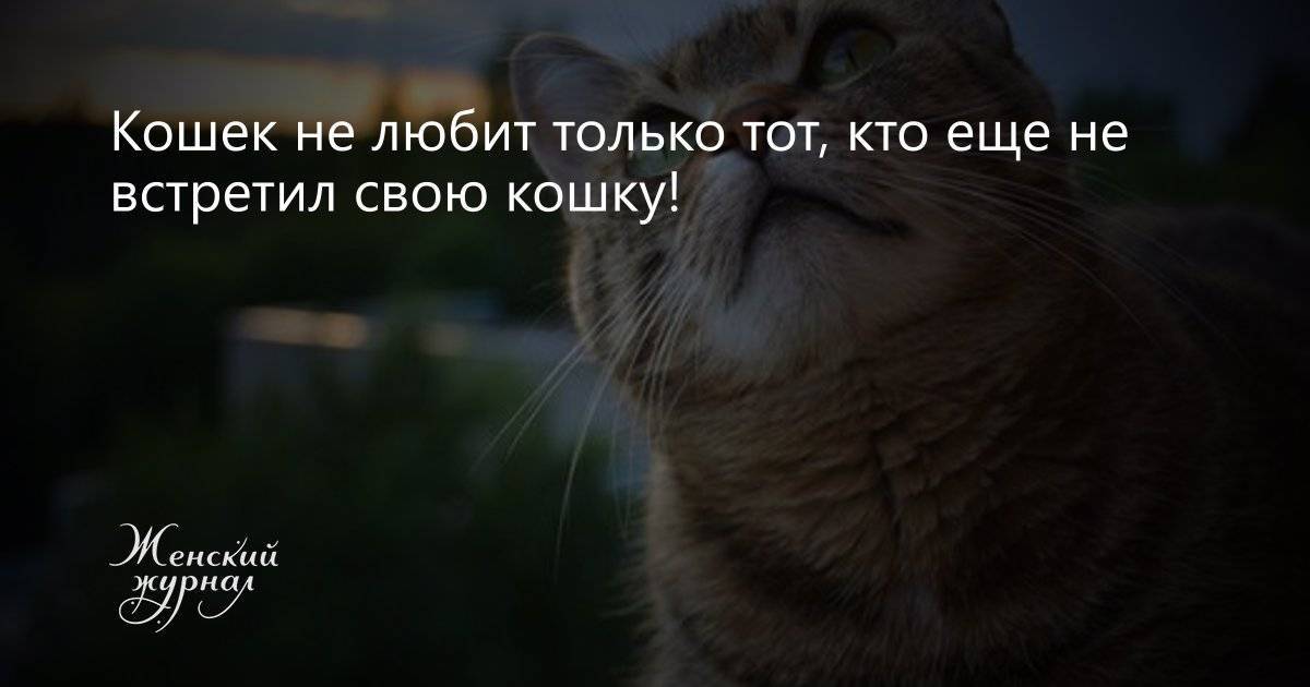 Чем отпугнуть кошек, чтобы не гадили, какие запахи не любят коты - kotiko.ru