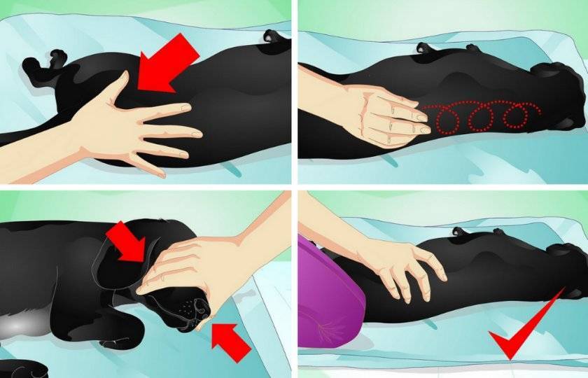Как делать массаж кошке (с иллюстрациями) - wikihow