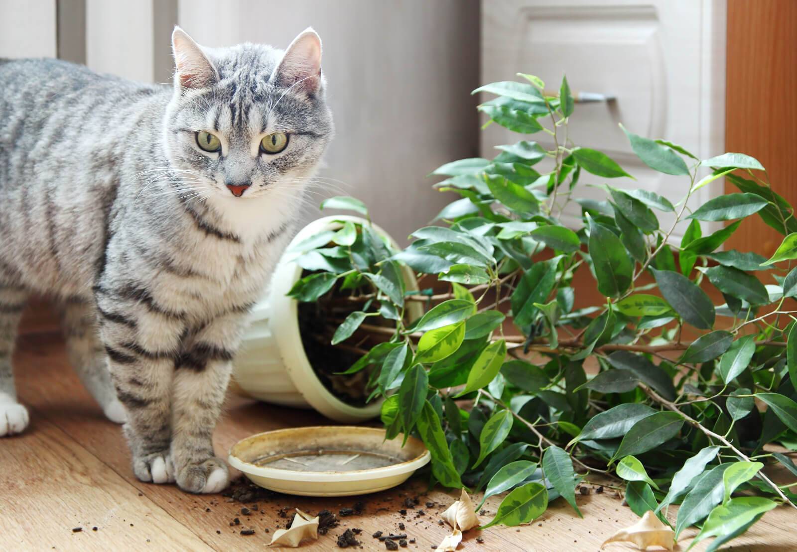 Почему в австралии запрещают выпускать кошек на улицу? - hi-news.ru