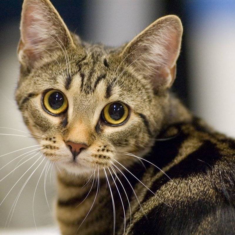 Бразильская короткошерстная кошка: ласковая красавица с крепким здоровьем | мур тв