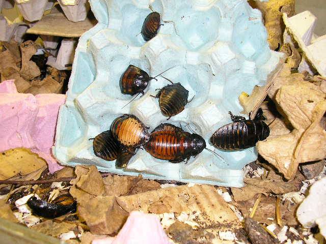 Мадагаскарский таракан: содержание, кормление, уход и размножение в домашних условиях
