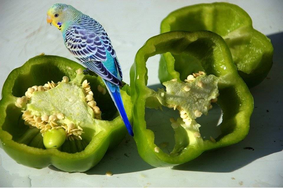 Какие овощи и когда можно давать волнистому попугаю