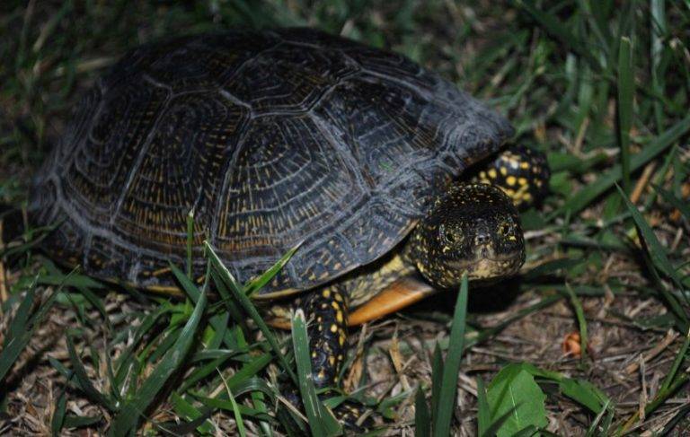 Экзотические черепахи могут вытеснить болотных из рек столицы