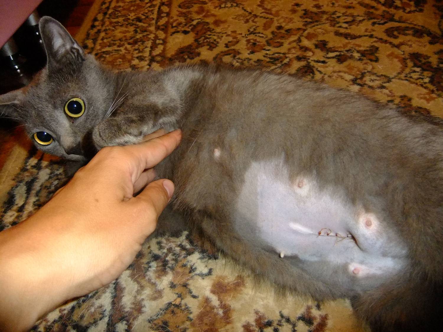 Хотят ли стерилизованные кошки кота