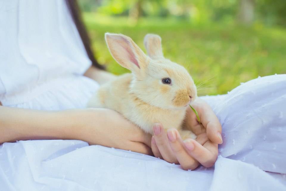 Как приручить декоративного кролика к рукам: обзор и видео
как приручить декоративного кролика к рукам: обзор и видео