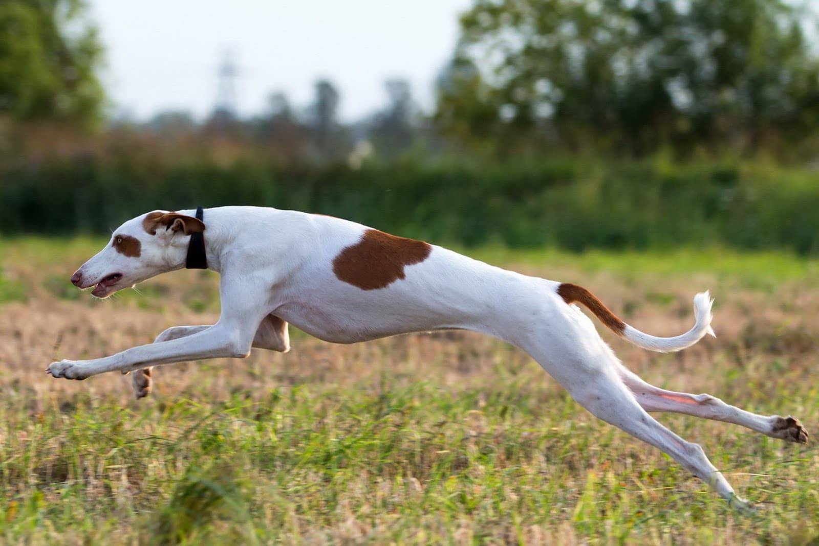 Самая быстрая собака: топ 10 пород. скорость бега собак км/ч. - petstime.ru