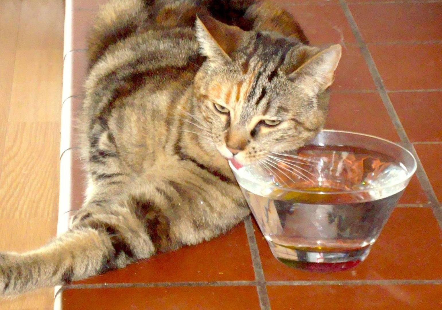 Сколько кошка и кот могут прожить без еды и воды: причины отказа питомцев принимать пищу и влияние голодовки на здоровье животного